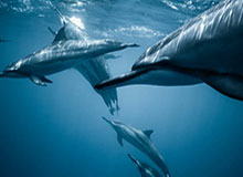 世界杯开云-杰伦布朗和亚历山大分别当选NBA东西部周最佳球员